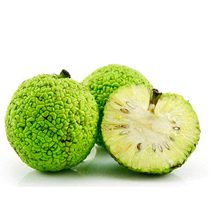 Маклюра адамово яблоко: полезные свойства и как приготовить настойку для суставов