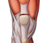 Повреждение и растяжение связок коленного сустава: симптомы, диагностика и лечение
