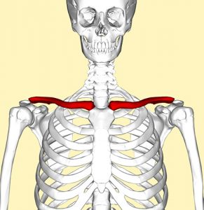 Ключица где расположена у человека фото