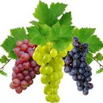 Виноград при подагре — можно ли есть, полезные свойства