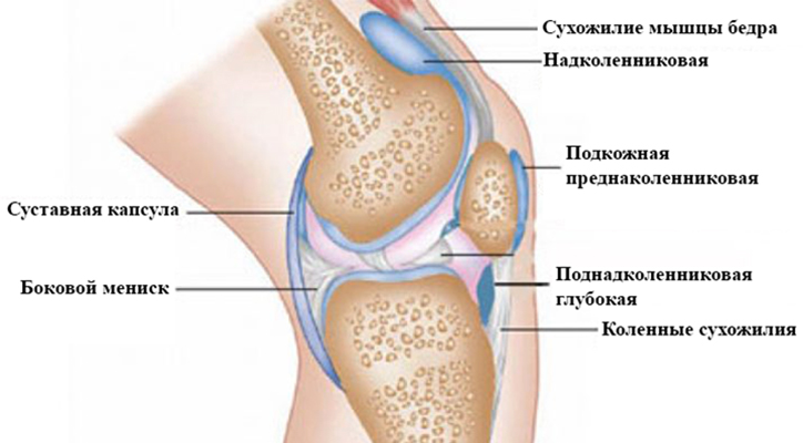 Изображение - Коллатеральные связки коленного сустава анатомия burs_kol2