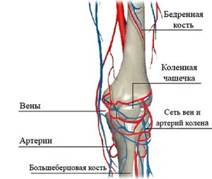 Строение коленного сустава и связок человека фото с названиями у женщин