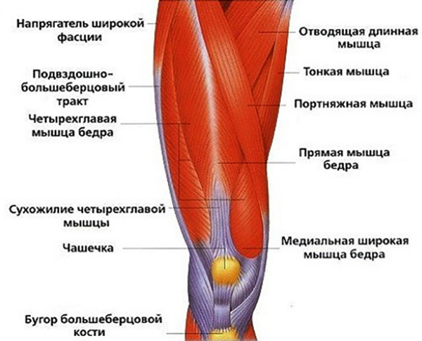 Изображение - Коллатеральные связки коленного сустава анатомия misc12