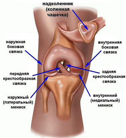 Изображение - Передняя крестообразная связка коленного сустава анатомия svyaz_k